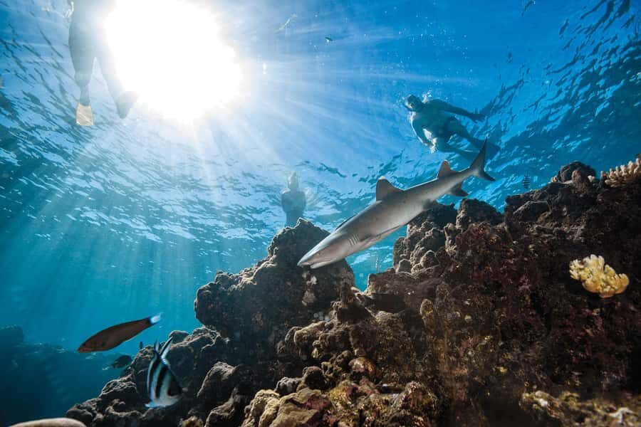 Fiji: Ultimate Encounters Snorkel with Sharks and Lunch - Snorkeling with Reef Sharks: The Main Attraction
