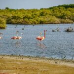 Flamingo Spotting Adventure - An In-Depth Look at the Flamingo Spotting Adventure