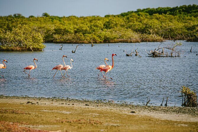 Flamingo Spotting Adventure - An In-Depth Look at the Flamingo Spotting Adventure