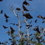 Flores: 7-Day Guided Tour with Snorkeling & Sightseeing - Practical Considerations and Highlights