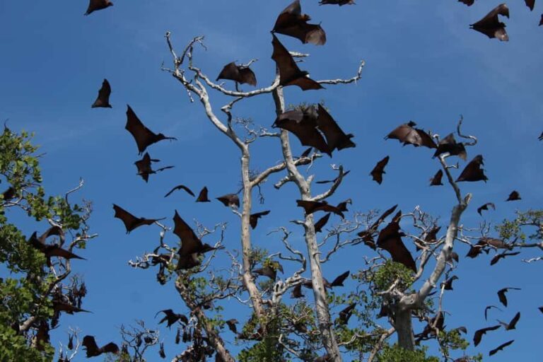 Flores: 7-Day Guided Tour with Snorkeling & Sightseeing - Practical Considerations and Highlights