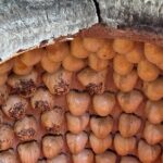 Food tour in Tashkent - Practicalities & What to Expect