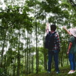Forest Research Institute Malaysia (FRIM) Nature Trekking Tour - What to Expect on the Tour