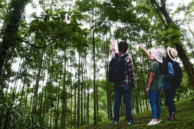 Forest Research Institute Malaysia (FRIM) Nature Trekking Tour - Who Should Consider This Tour?
