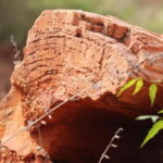 Fossil Walk  Unearthing Ancient Secrets near Pondicherry - The Cultural and Ecological Significance