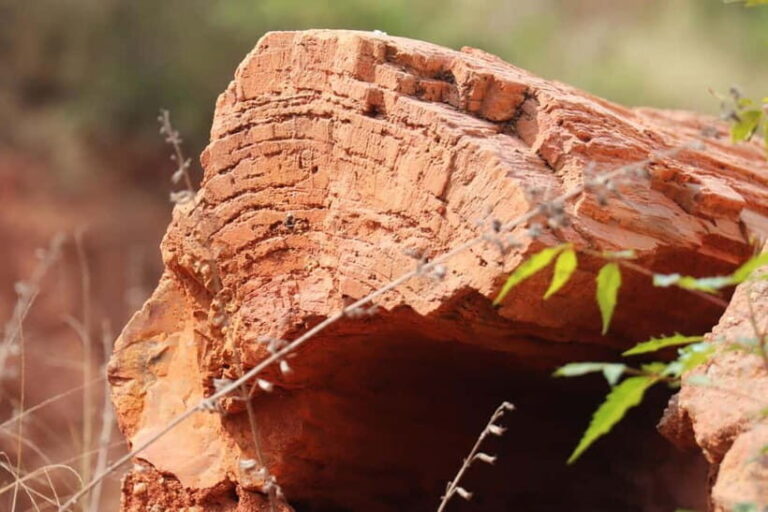 Fossil Walk Unearthing Ancient Secrets near Pondicherry - The Cultural and Ecological Significance