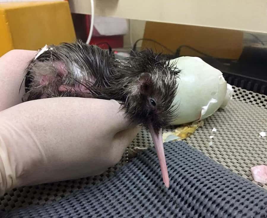 Franz Josef: Kiwi VIP Backstage Pass Tour -Booking Essential - An In-Depth Look at the Tour