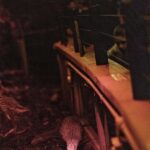 Franz Josef: West Coast Wildlife Centre Entry Ticket -48 hrs - What to Expect During Your Visit