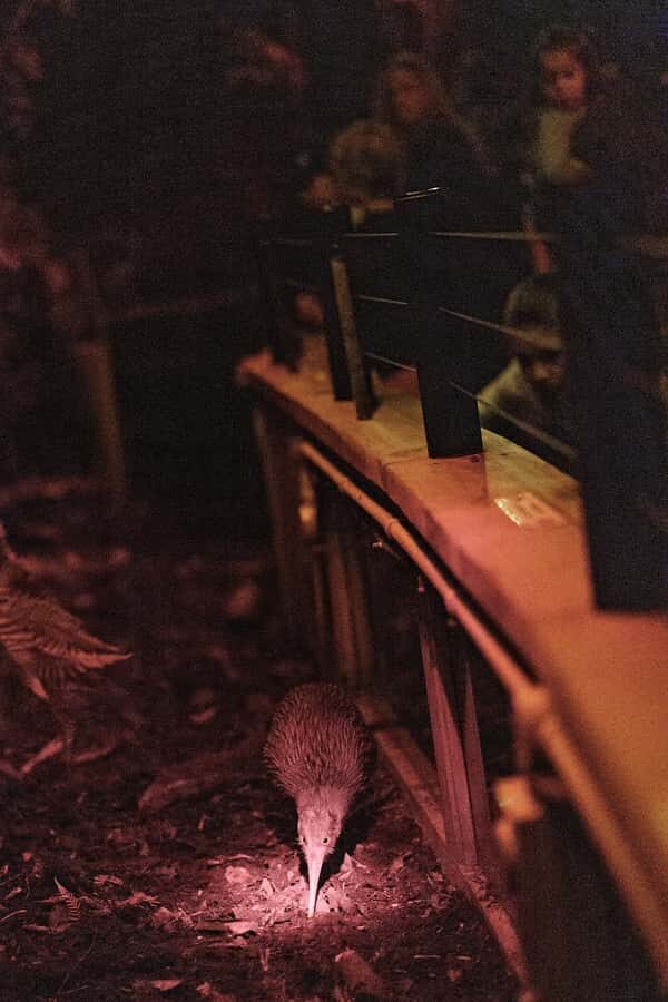 Franz Josef: West Coast Wildlife Centre Entry Ticket -48 hrs - What to Expect During Your Visit