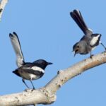 Frasers Hill 3 Days Birdwatching - The Sum Up