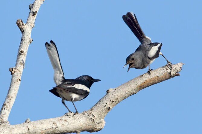 Frasers Hill 3 Days Birdwatching - What to Expect from the Tour
