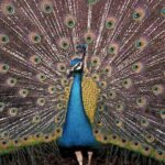 Freeport Shore Excursion: Garden of the Groves and City Tour - Transportation and Group Size