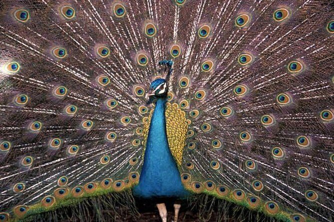 Freeport Shore Excursion: Garden of the Groves and City Tour - Transportation and Group Size