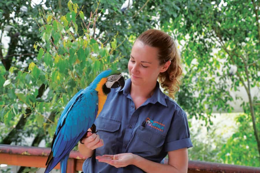 Friends in the Rainforest Package: Koala Gardens & Birdworld - An In-Depth Look at the Tour Experience
