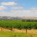 From Adelaide: McLaren Vale Winery Tour with Hahndorf Stop - Hahndorf: A German Village with Charm and Character