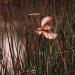 From Adelaide: Ultimate SA Birding & Nature Discovery Tour - Practical Aspects and What to Expect