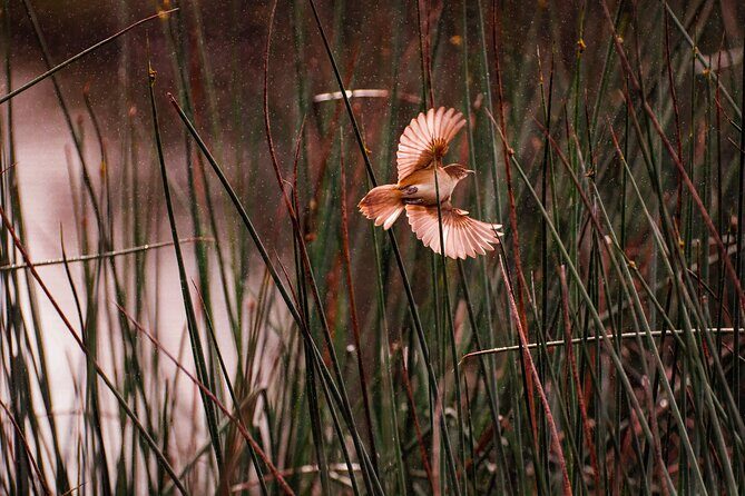 From Adelaide: Ultimate SA Birding & Nature Discovery Tour - Practical Aspects and What to Expect