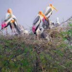 From Agra: Full-Day Fatehpur Sikri & Bharatpur Wildlife Tour - Value and Overall Impression