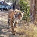 From Agra: Ranthambore, Jaipur & Delhi Multi - Day Tour - Wildlife Encounters in Ranthambore