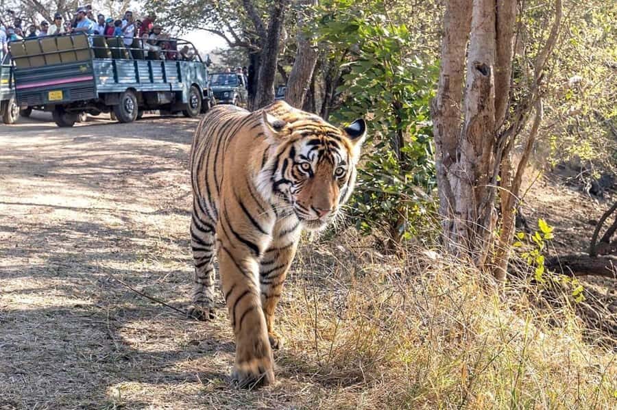 From Agra: Ranthambore, Jaipur & Delhi Multi - Day Tour - Wildlife Encounters in Ranthambore