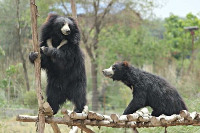 From Agra: SOS Elephant Conservation & Bear Rescue Day Trip - What to Expect and Why It Matters