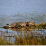 From Anuradhapura: All Inclusive Full Day Safari at Wilpattu - The Itinerary Breakdown