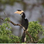 From Anuradhapura: All Inclusive Full Day Safari at Wilpattu - Exploring Wilpattu: A Day in the Wilderness