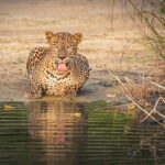 From Anuradhapura: Wilpattu National Park Half-Day Safari - Is This Safari Worth It?