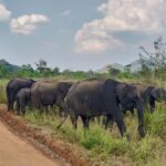 From Anuradhapura: Wilpattu National Park Private Safari - The Sum Up