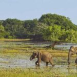 From Anuradhapura: Wilpattu National Park Private Safari - What Makes This Safari Stand Out