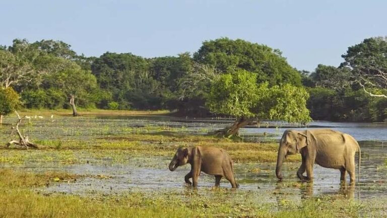 From Anuradhapura: Wilpattu National Park Private Safari - What Makes This Safari Stand Out