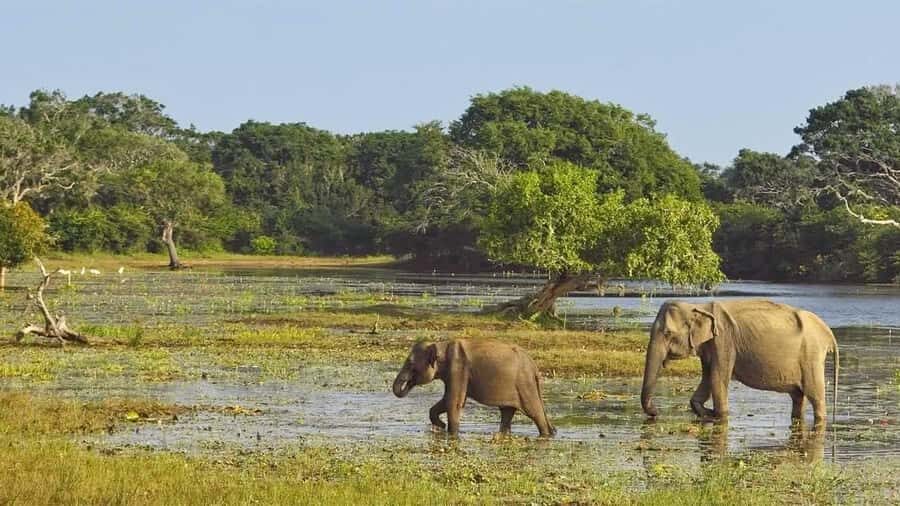 From Anuradhapura: Wilpattu National Park Private Safari - What Makes This Safari Stand Out