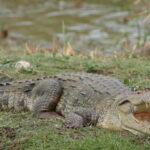 From Anuradhapura: Wilpattu National park Safari - The Safari Experience: What to Expect