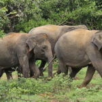 From Around Tangalle: Half-Day Yala Safari Private Tour(M/E) - What’s Included and What’s Not?
