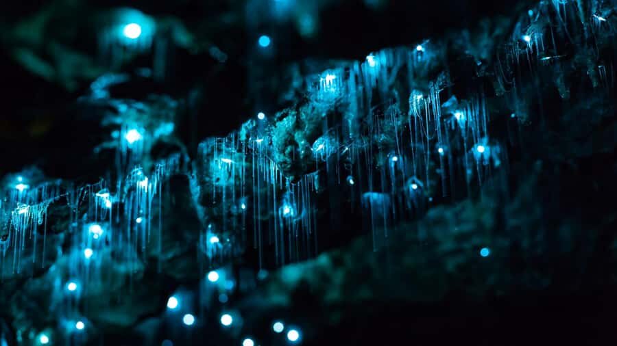 From Auckland: Day Trip to Waitomo Glow Worm Caves - Good To Know