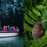 From Auckland: Waitomo Caves and Kiwi House Group Tour - What Makes This Tour Valuable?