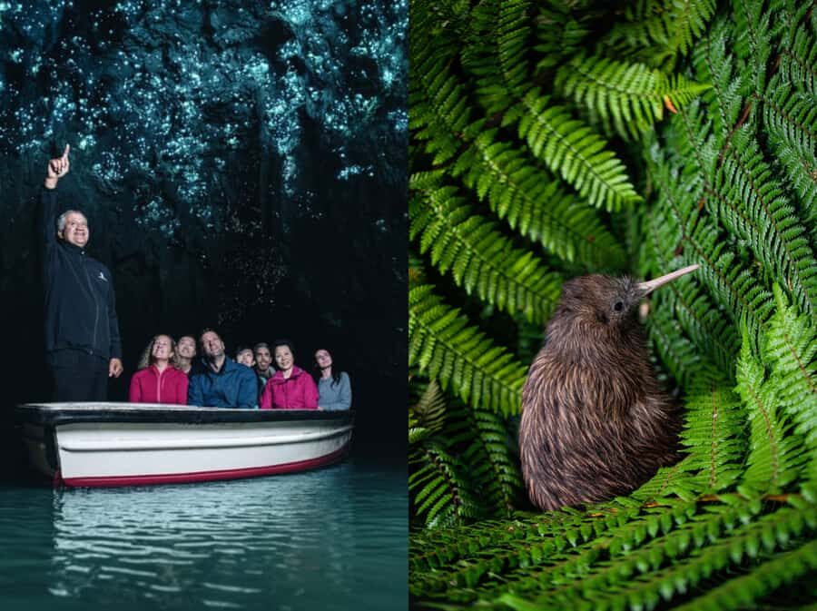 From Auckland: Waitomo Caves and Kiwi House Group Tour - What Makes This Tour Valuable?
