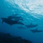 From Bali: Beginner Scuba Diving to Nusa Penida & Lembongan - A Detailed Breakdown of the Itinerary