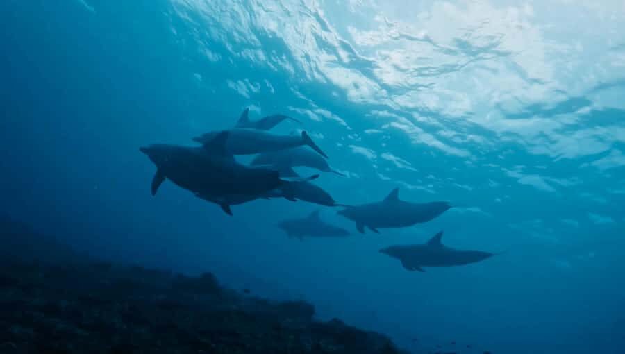 From Bali: Beginner Scuba Diving to Nusa Penida & Lembongan - A Detailed Breakdown of the Itinerary