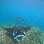 From Bali: Nusa Penida 3 Spots Snorkeling Tour & West Island - Practical Details and What You Should Know