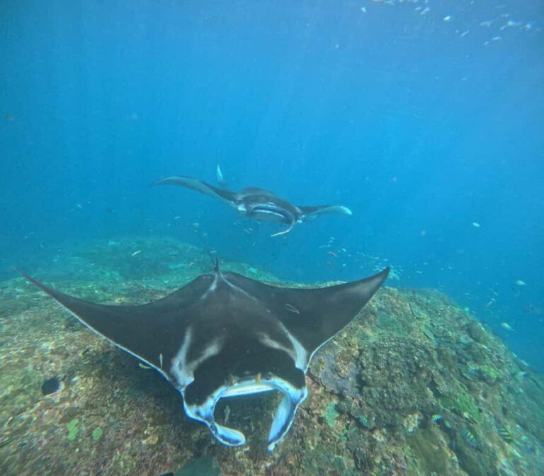 From Bali: Nusa Penida 3 Spots Snorkeling Tour & West Island - Practical Details and What You Should Know