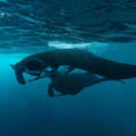 From Bali: Nusa Penida Private Snorkeling Tour with Lunch - Why This Tour Stands Out