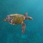 From Bali to Nusa Penida and Snorkel with Manta Ray + Lunch - What to Expect: Practical Details