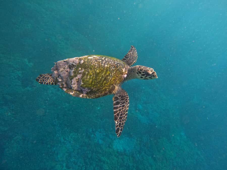 From Bali to Nusa Penida and Snorkel with Manta Ray + Lunch - What to Expect: Practical Details