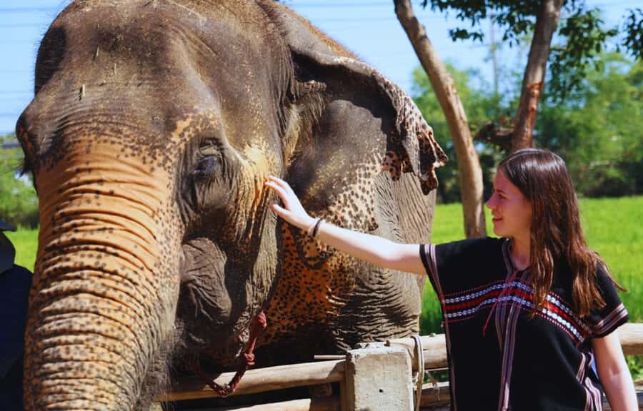 From Bangkok: Elephant Park Tour with Feeding & Mud Spa - What Makes This Tour Stand Out