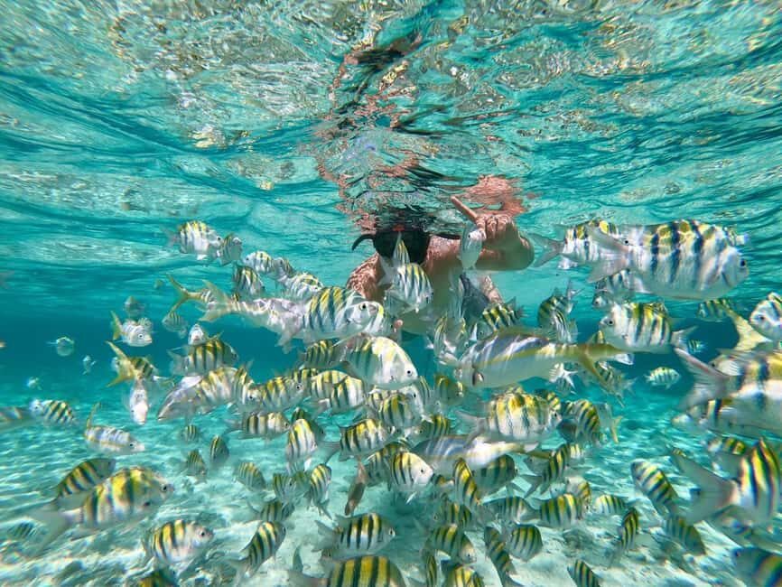 From Bavaro, Punta Cana: Boat Party, Snorkeling, Drinks, Snacks, and Transportation - Practical Details and Tips