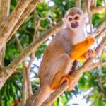 From Bayahibe: Half Day Monkeyland Safari - The Experience: What Sets It Apart
