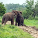 From Bentota: Elephant Transit Camp and Udawalawe Safari - What the Reviews Say