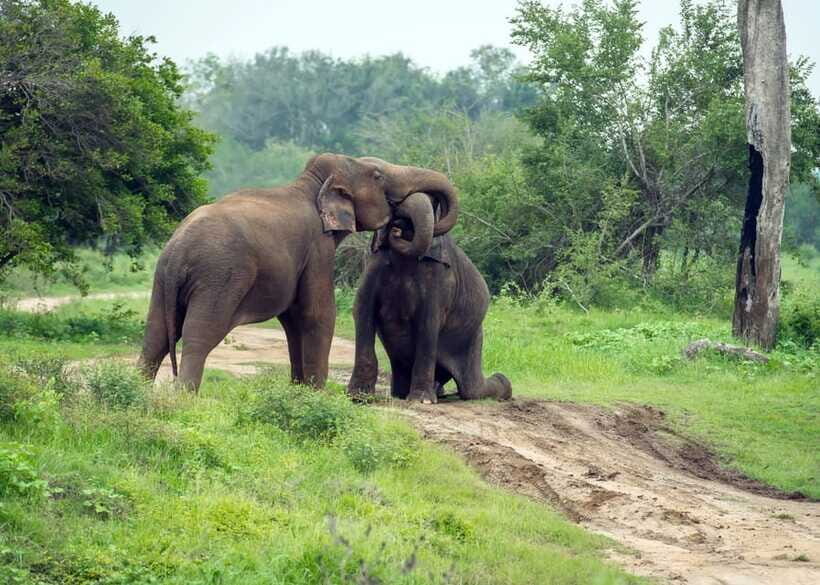 From Bentota: Elephant Transit Camp and Udawalawe Safari - What the Reviews Say