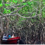 From Bentota: Exclusive Madu River Safari & Turtle Hatchery - Why This Tour Works for Travelers